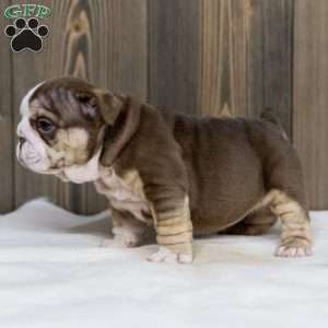 Marina Mocha, English Bulldog Puppy